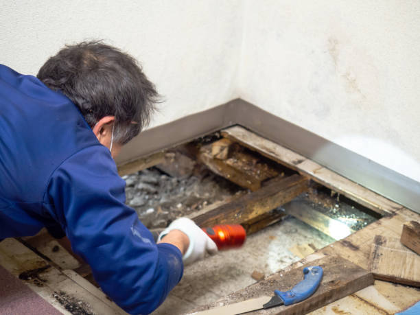 Best Mold Remediation  in Trumbull Center, CT