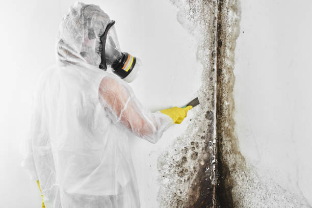 Best Toxic Mold Removal  in Trumbull Center, CT