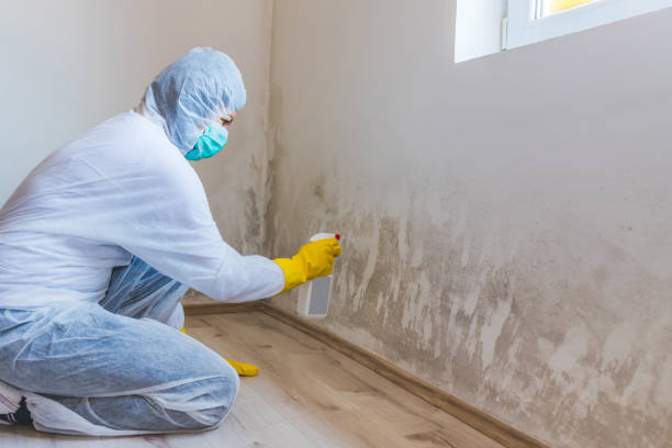 Best Black Mold Removal  in Trumbull Center, CT