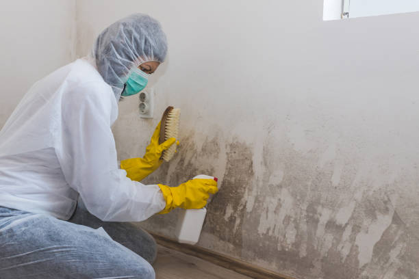  Trumbull Center, CT Mold Removal Pros