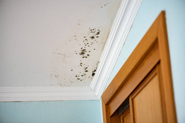 Best Certified Mold Removal  in Trumbull Center, CT