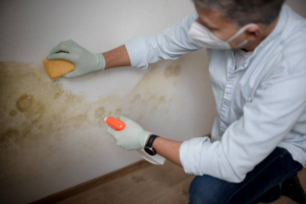 Best Residential Mold Removal  in Trumbull Center, CT
