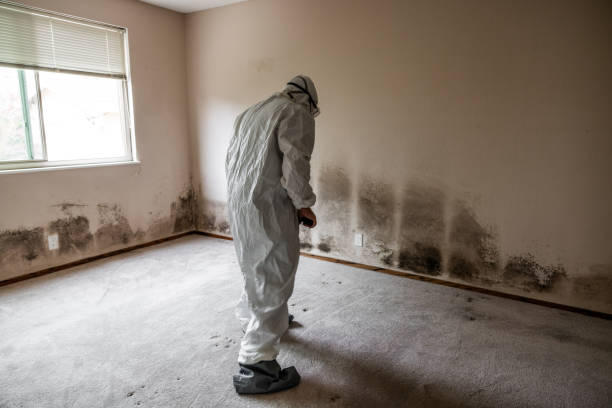 Best Same-Day Mold Removal  in Trumbull Center, CT