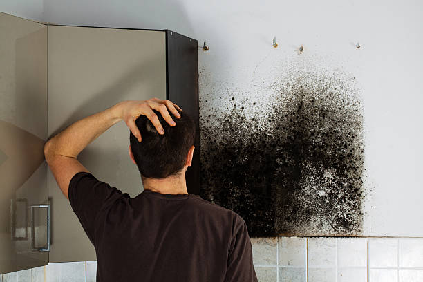 Best Emergency Mold Removal  in Trumbull Center, CT
