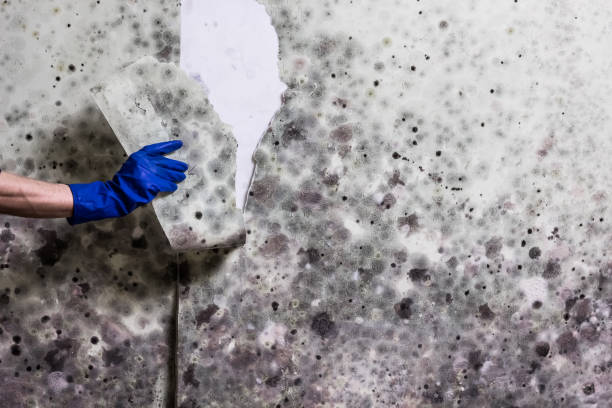 Office Mold Removal Services in Trumbull Center, CT