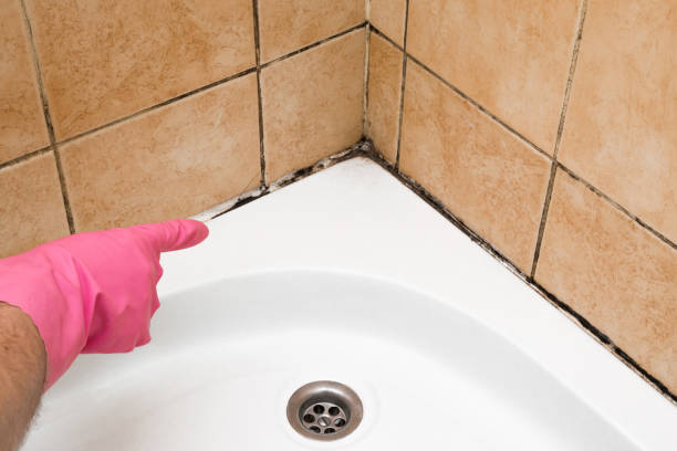 Best Office Mold Removal Services  in Trumbull Center, CT