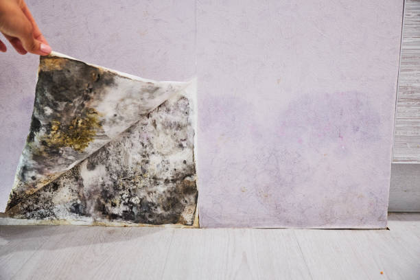Best Attic Mold Removal  in Trumbull Center, CT